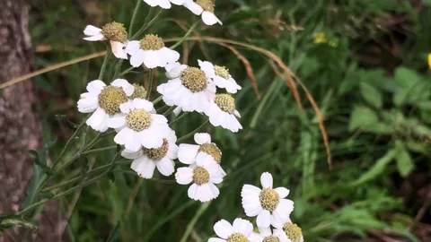 Forest flowers close up camera in motion Stock Footage 296604745