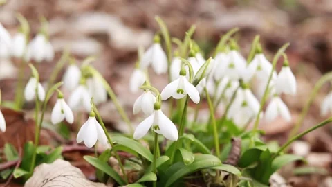 Forest flowers close-up, nature. Red Book Flowers of Ukraine. Stock Footage 235380658