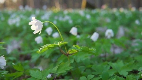 Forest flowers at dawn. Spring in the forest. Sun rays. Stock Footage 88786487