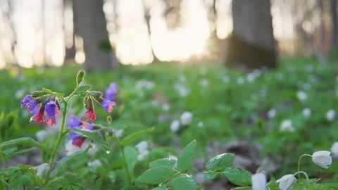 Forest flowers at dawn. Spring in the forest. Sun rays. Stock Footage 88786684