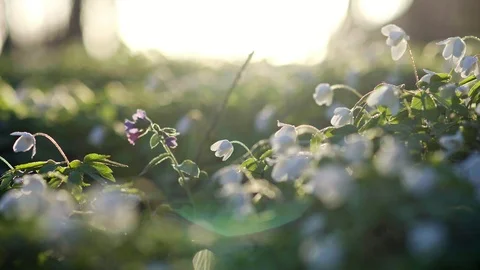 Forest flowers at dawn. Spring in the forest. Sun rays. Stock Footage 88786783