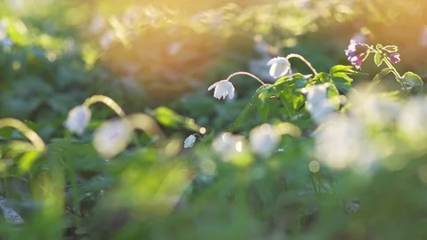 Forest flowers at dawn. Spring in the forest. Sun rays. Stock Footage 88786861