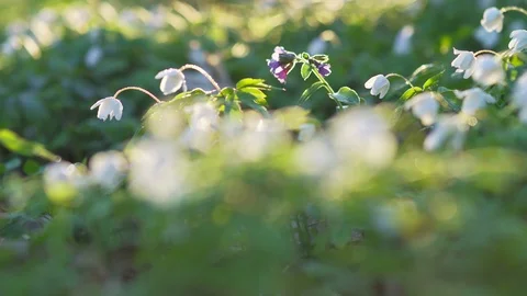 Forest flowers at dawn. Spring in the forest. Sun rays. Stock Footage 88786931
