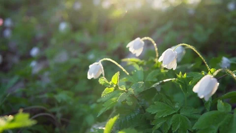 Forest flowers at dawn. Spring in the forest. Sun rays. Stock Footage 88787091
