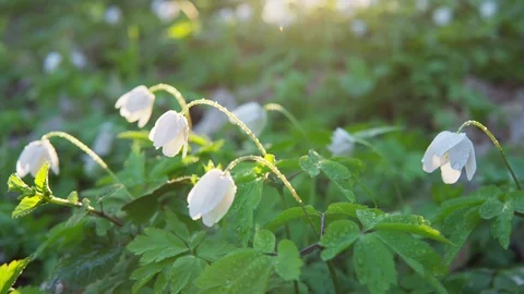 Forest flowers at dawn. Spring in the forest. Sun rays. Stock Footage 88787374