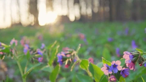 Forest flowers at dawn. Spring in the forest. Sun rays. Stock Footage 88787520