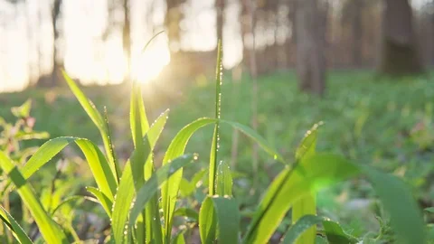 Forest flowers at dawn. Spring in the forest. Sun rays. Stock Footage 88787686