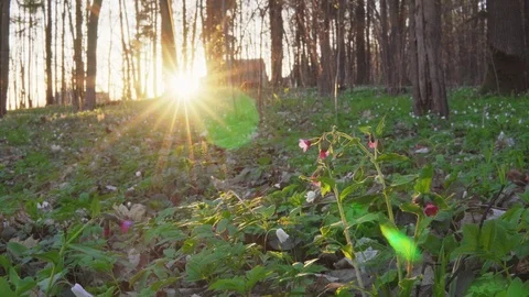 Forest flowers at dawn. Spring in the forest. Sun rays. Stock Footage 88788022