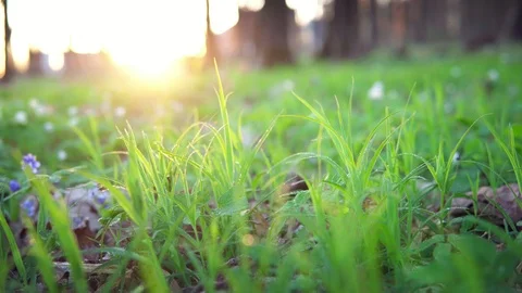 Forest flowers at dawn. Spring in the forest. Sun rays. Stock Footage 88788310