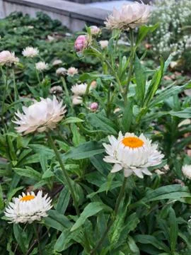 Forest flowers fall 库存照片