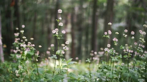 Forest flowers Stock Footage 43705980