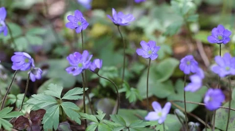 Forest flowers Stock Footage 49732910