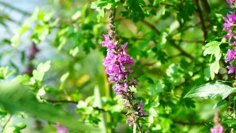 Forest Flowers Stock Footage 92126867