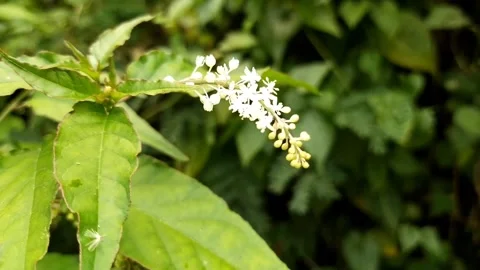 Forest Flowers Stock Footage 210277632