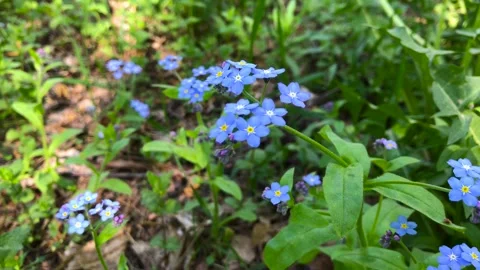 Forest flowers Video stock 241177487