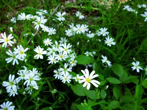 Forest flowers in the forest Stock Photos