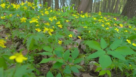 Forest flowers, forest thicket Stock Footage 274850758