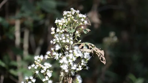 Forest flowers light 库存影片 85923656