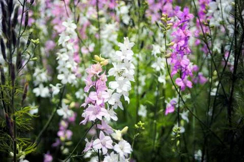 Forest flowers Foto stock