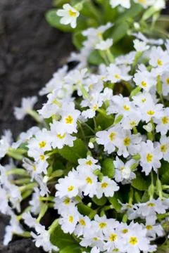 Forest flowers Stock Photos