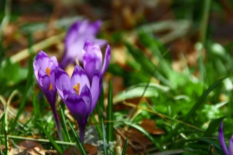 Forest flowers Stock Photos