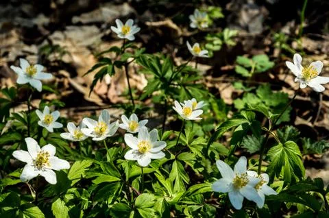  Forest flowers Stock-Fotos