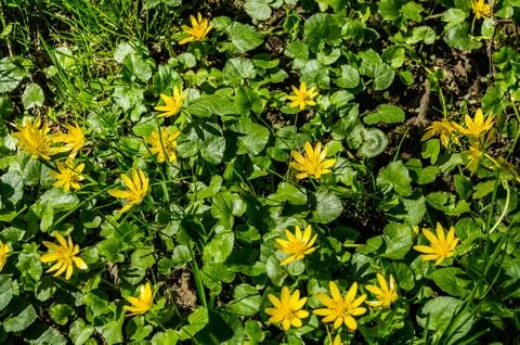  Forest flowers Stock Photos