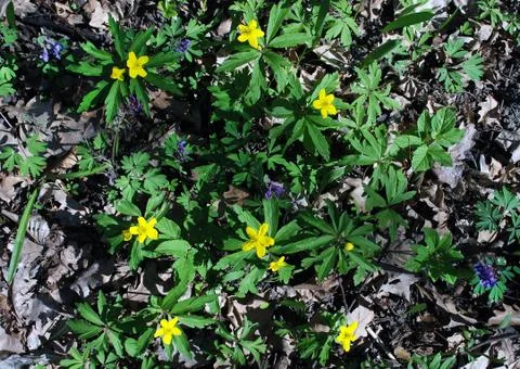 Forest flowers Foto stock