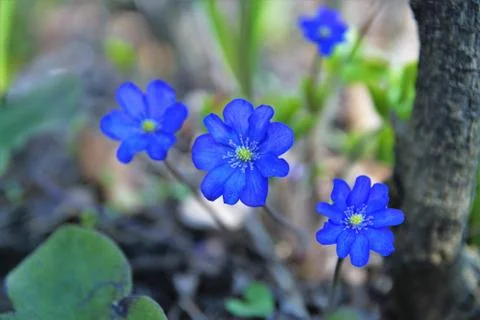 Forest flowers. Stock Photos