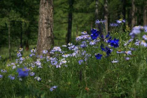 Forest flowers 库存照片