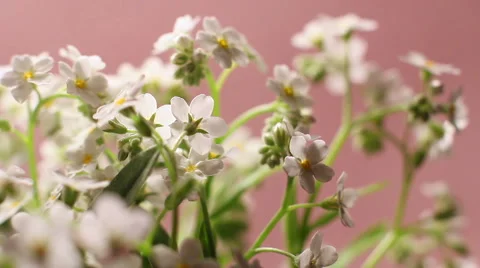 Forest Flowers The Rotation 3 Stock Footage 49768134