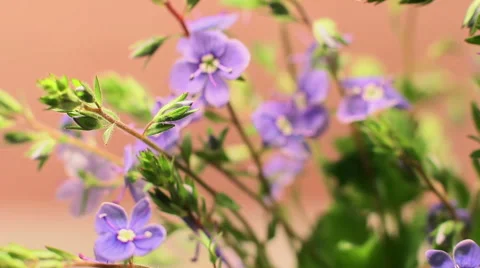 Forest Flowers The Rotation 5 Stock Footage 49937672