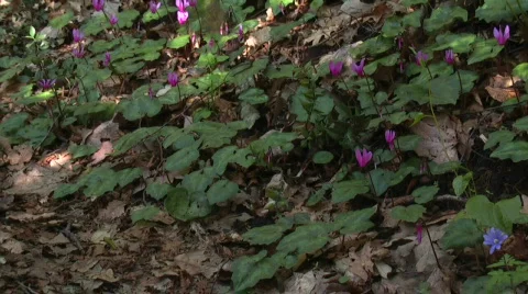 Forest flowers in spring Stock Footage