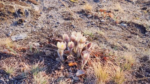 Forest flowers. Spring snowdrops. Ural mountains. Stock Footage 239993952