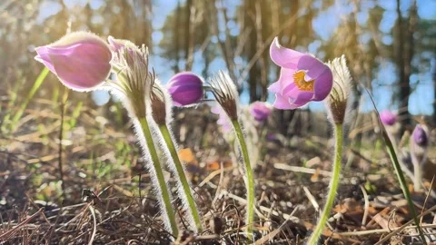 Forest flowers swaying in the wind under the bright sun. Prairie crocus 库存影片 333075588