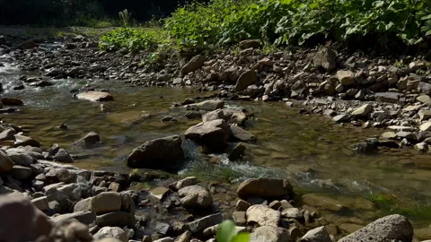 Forest, flowing river, green leaves, mossy stones Stock Footage 250525514