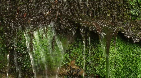 Forest flowing water Stock Footage 374809