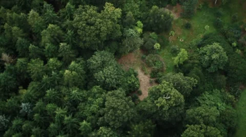 Forest Fly Over Stockbeeldmateriaal 8556921