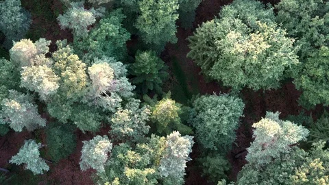Forest fly over slow UHD Stock Footage 114569903