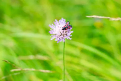 Forest fly with red dots on its wings Stock Photos
