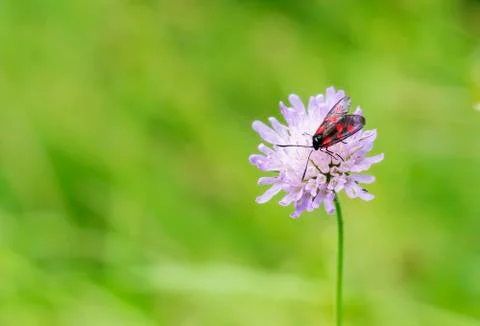 Forest fly with red dots on its wings Stock Photos