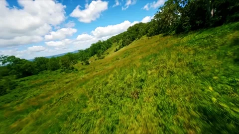 Forest fly through between Queensland and New South Wales Stock Footage 262695688