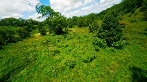 Forest fly through between Queensland and New South Wales Stock Footage 262695890