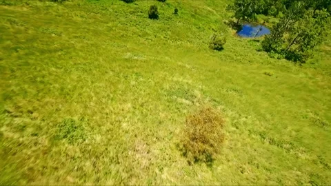 Forest fly through between Queensland and New South Wales Stock Footage 262695951