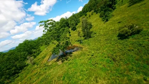 Forest fly through between Queensland and New South Wales Stock Footage 262696436