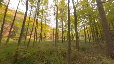 Forest Fly Through Stock Footage 140912154