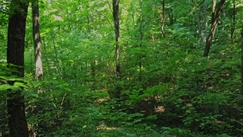 Forest Fly Through Stock Footage 201452262