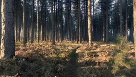 Forest flyby smooth motion Stock Footage 71777877