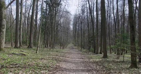 Forest flying along path through trees Stock Footage 159199529