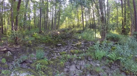 Forest flying - Slow and low Video stock 53863471